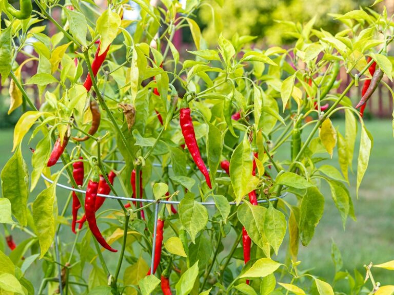 10 Best Pepper Companion Plants (and 5 to Avoid)