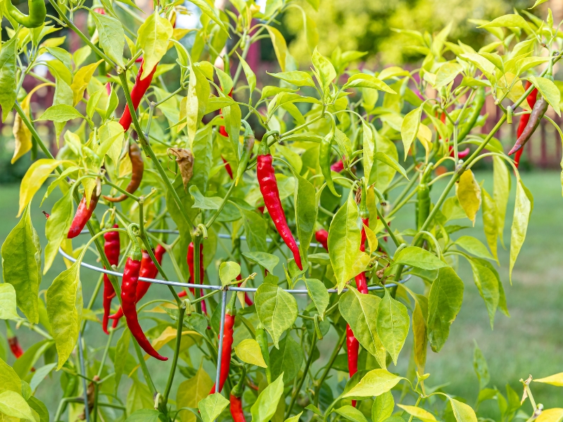 10 Best Pepper Companion Plants (and 5 to Avoid)